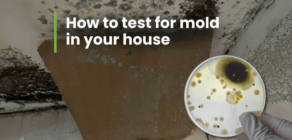 how to test for mold in your house | WeDry USA